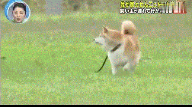 把主人抓走,然后观察狗狗是什么反应